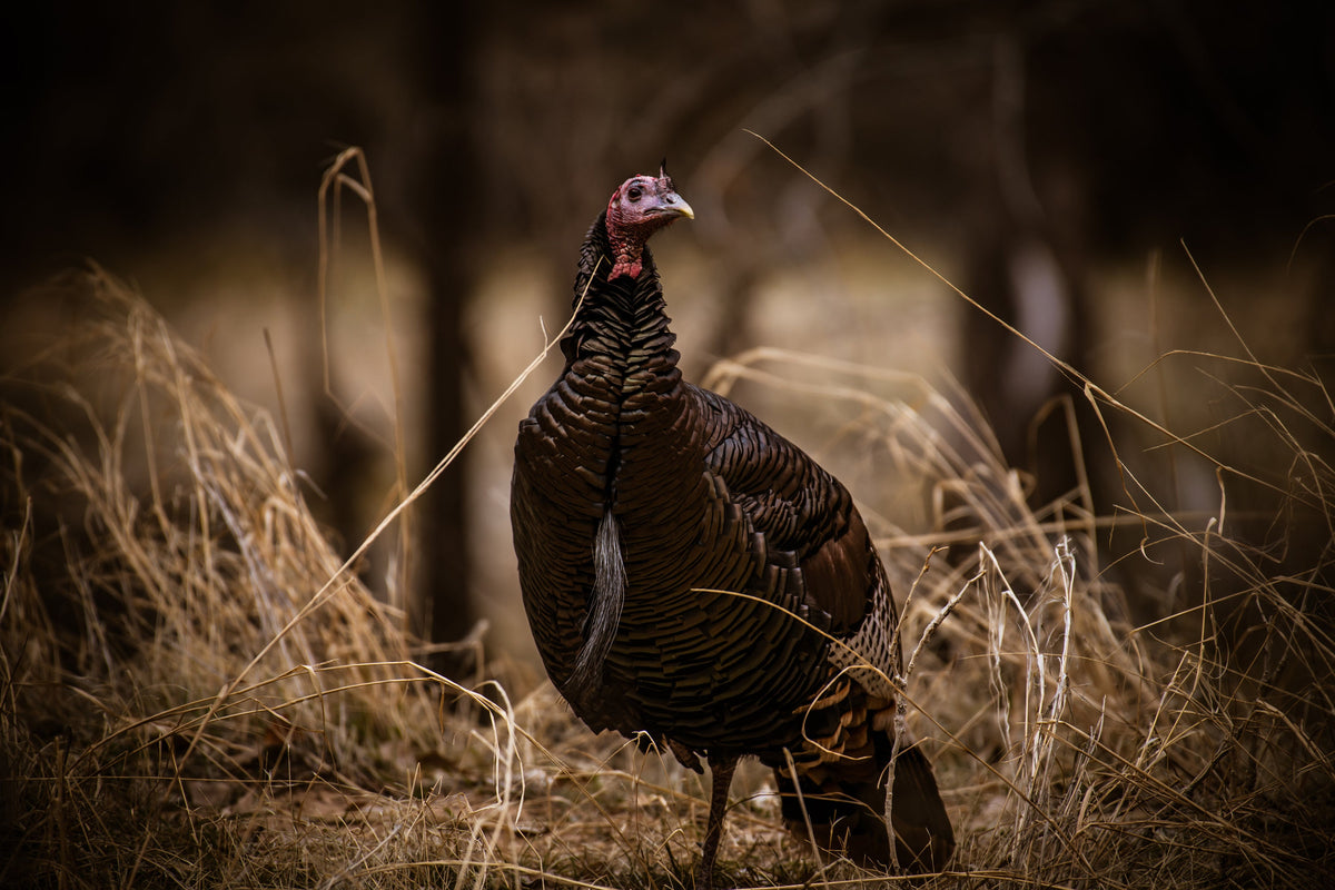 Wild Turkey Multi-Panel Canvas Print, Wildlife Photography Wall Art — product image 5