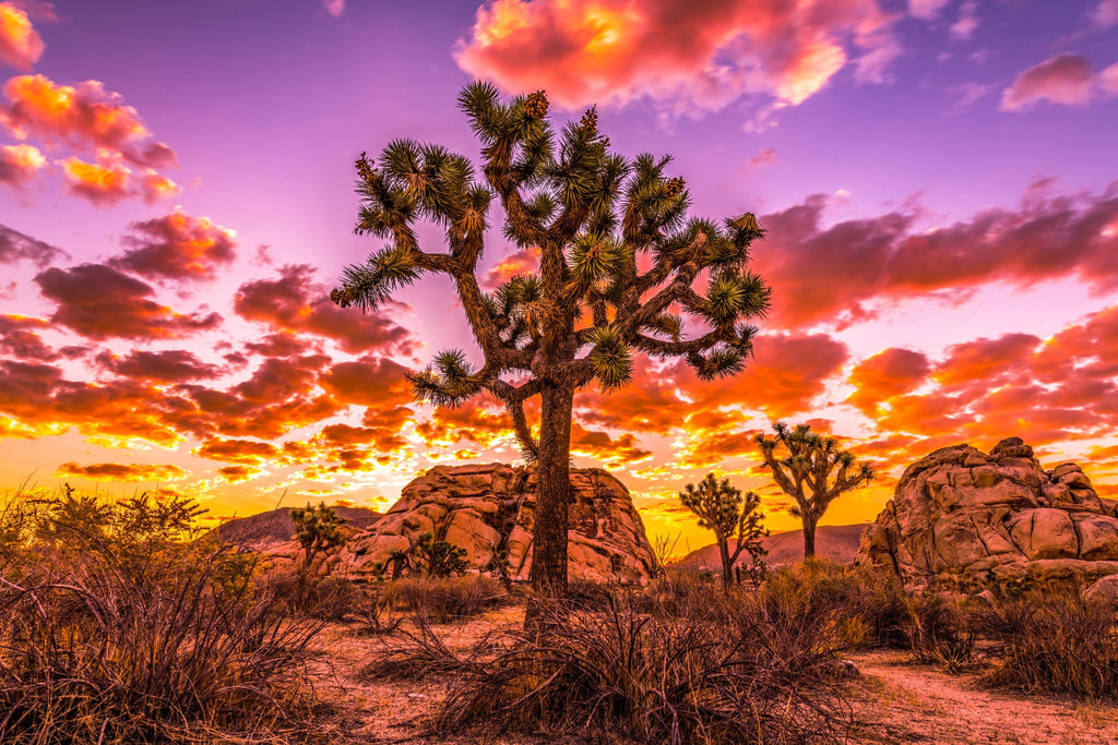 Joshua Tree Sunset Wall Art, California Desert Photography, Canvas Metal Acrylic or Poster — product image 6