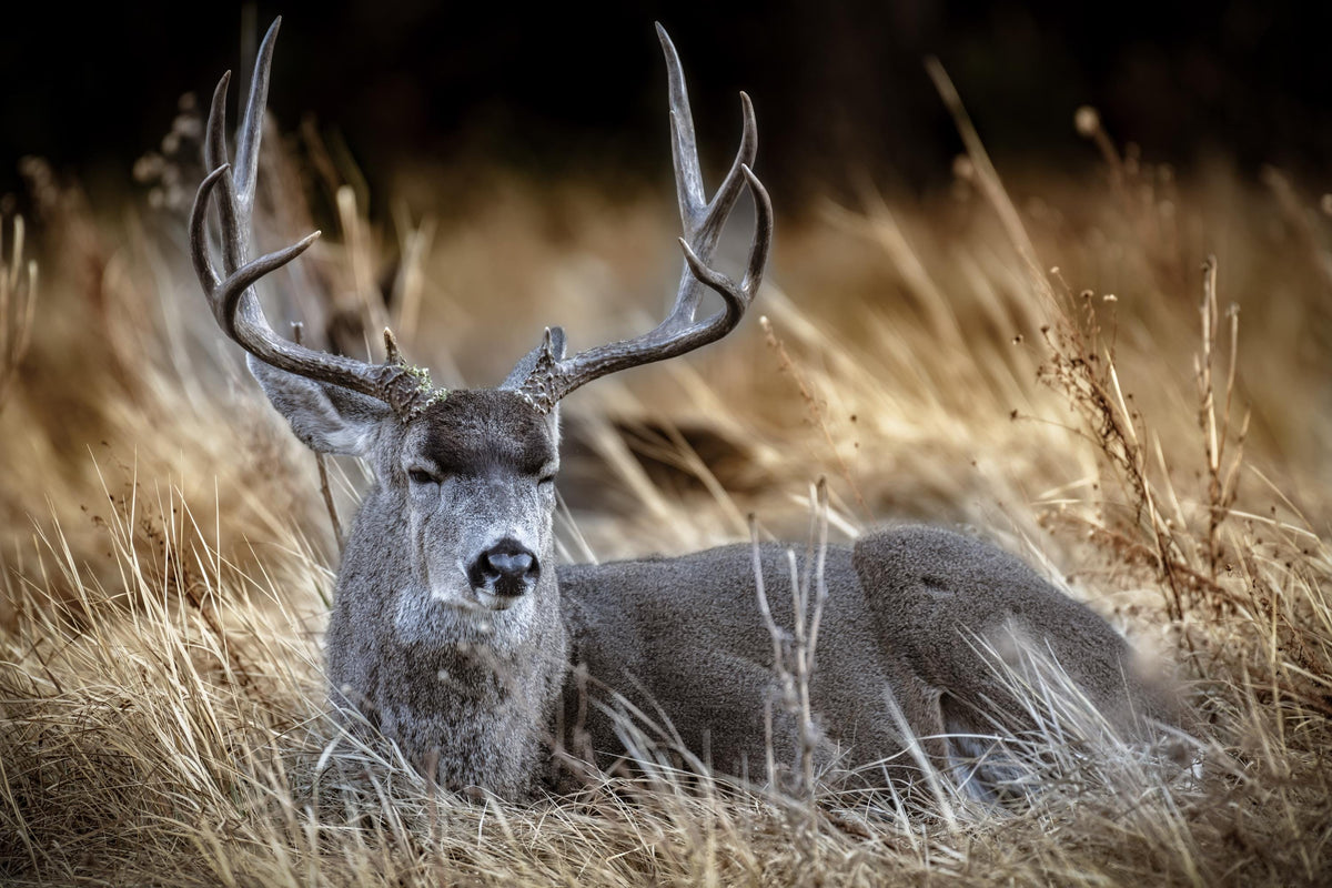 Deer Wall Art, Buck Wildlife Photography Canvas, Rustic Cabin Framed or Unframed Canvas