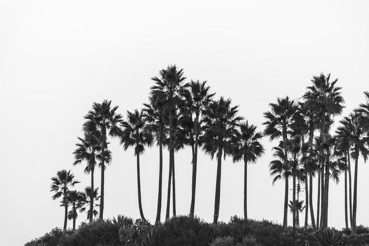 Framed Black and White Palm Tree Print, California Photography