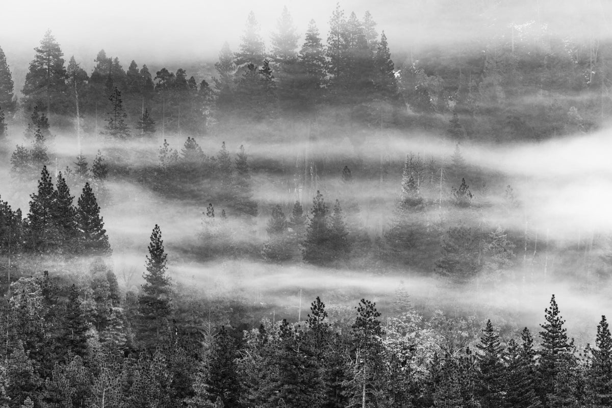 Black-and-white forest photograph showing dark evergreen trees across rolling hills, with horizontal bands of white mist between the trees. Unframed artwork view for inspecting the image.